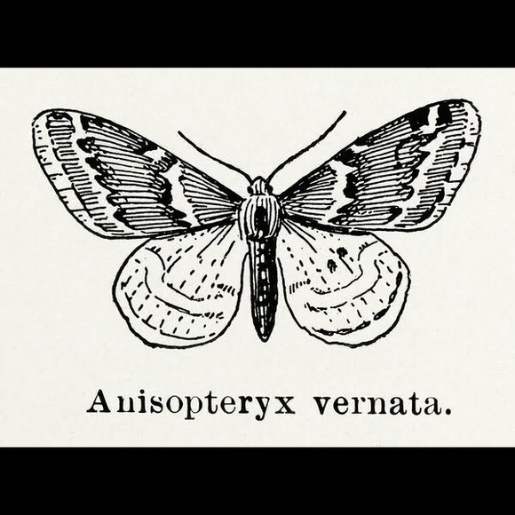 8 Framed Butterfly Prints - Picture 3 of 9